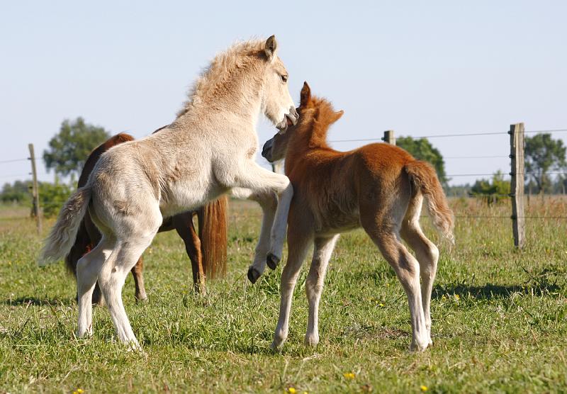 Lysir von Heidmoor  und Rikadur von Heidmoor (4).jpg
